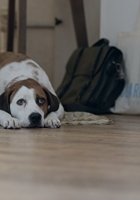 Ned the Dog