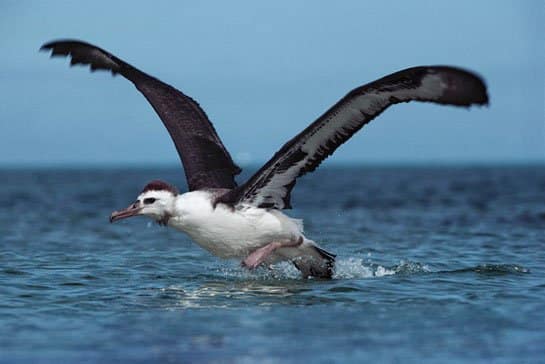 Albatros kuşu nerede yaşar? Erkenci Kuş hikayesi nedir?
