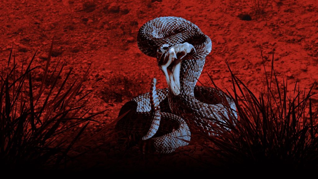 ‘Bir Şey Beni Isırdı: Zehirli Karşılaşmalar Özel’ National Geographic WILD ekranlarında! ‘Bir Şey Beni Isırdı: Zehirli Karşılaşmalar Özel’ National Geographic WILD ekranlarında!