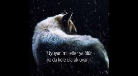 Börü dizisini tanıyalım