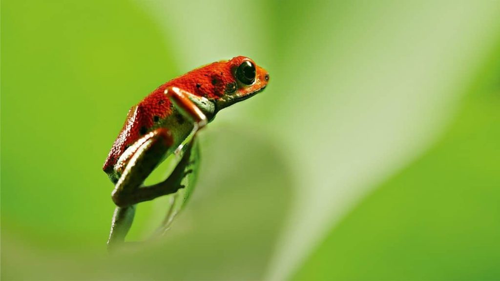 David Attenborough ile Yaşamın Renkleri bambaşka bir dünya sunuyor!