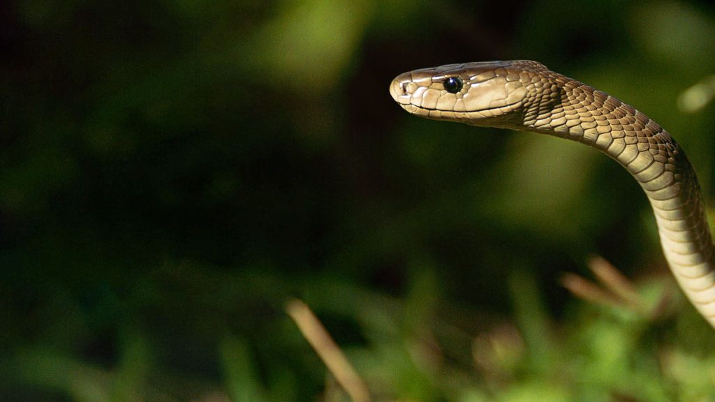 "Efsane Yılanlar Özel" National Geographic WILD ekranlarında!
