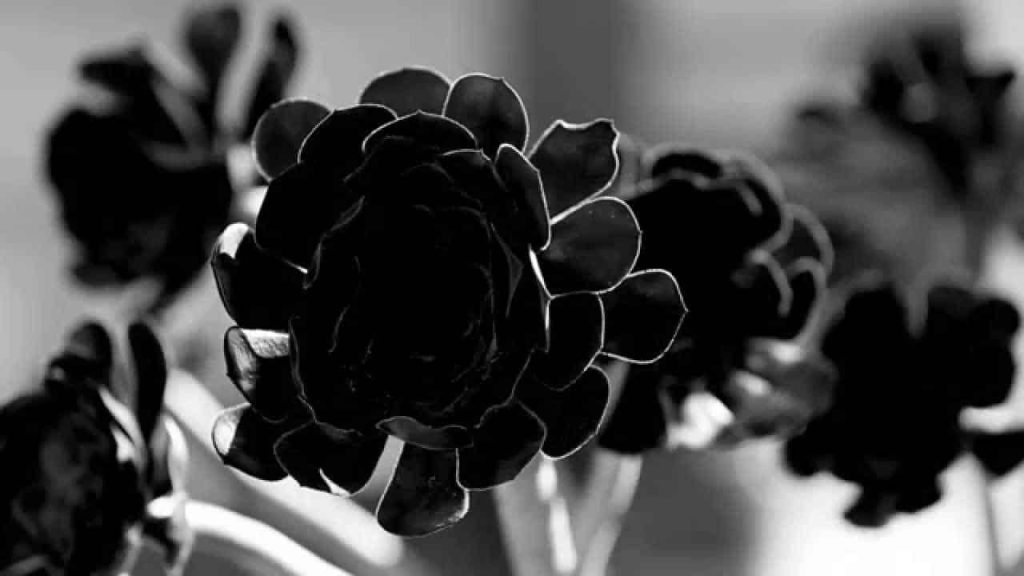 Kadınların elinden yeni bir korku dizisi: Black Rose Anthology