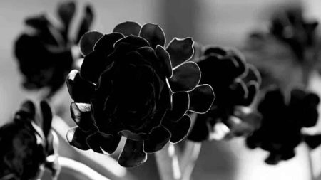 Kadınların elinden yeni bir korku dizisi: Black Rose Anthology