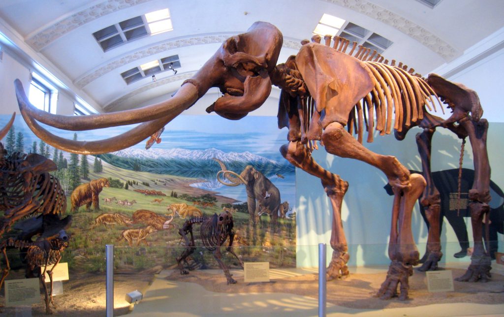NBC'den doğa tarihi müzesi temalı komedi yolda: Natural History