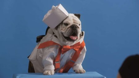 Pet Stars dizisi Netflix'te başladı! Pet Stars'ı tanıyalım!