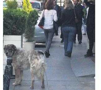Ünlülerin bu sadık dostuna çok şaşıracaksınız!