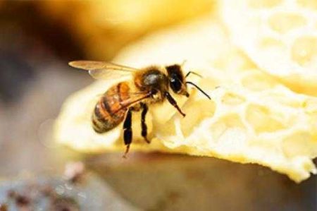 Bee Careful Başladı!